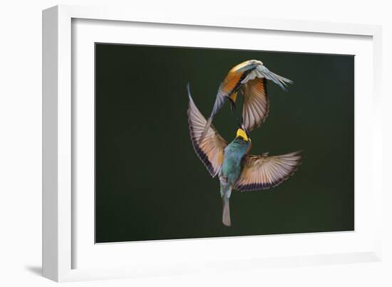 Fight Between Rainbows-Marco Redaelli-Framed Photographic Print