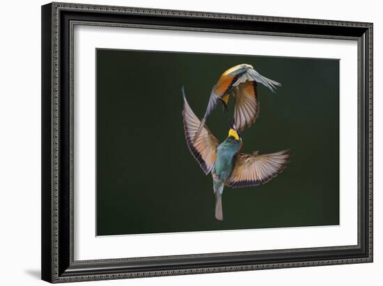 Fight Between Rainbows-Marco Redaelli-Framed Photographic Print