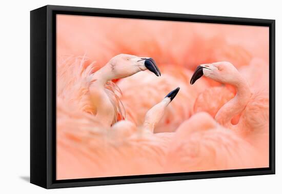 Fight of American Flamingos, Phoenicopterus Rubernice, Pink Big Birds, Dancing in the Water, Animal-Ondrej Prosicky-Framed Premier Image Canvas