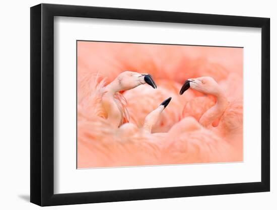 Fight of American Flamingos, Phoenicopterus Rubernice, Pink Big Birds, Dancing in the Water, Animal-Ondrej Prosicky-Framed Photographic Print