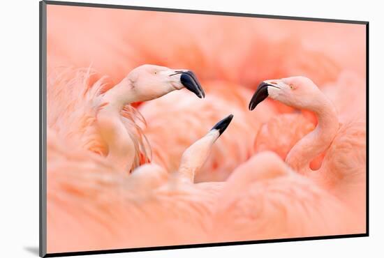 Fight of American Flamingos, Phoenicopterus Rubernice, Pink Big Birds, Dancing in the Water, Animal-Ondrej Prosicky-Mounted Photographic Print