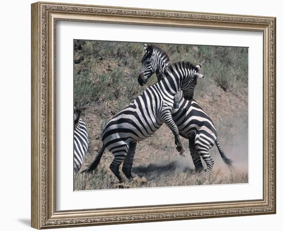 Fighting Burchell's Zebra, Serengeti, Tanzania-Dee Ann Pederson-Framed Photographic Print