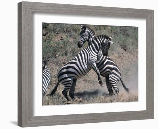 Fighting Burchell's Zebra, Serengeti, Tanzania-Dee Ann Pederson-Framed Photographic Print