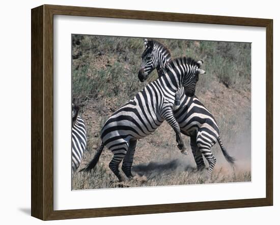 Fighting Burchell's Zebra, Serengeti, Tanzania-Dee Ann Pederson-Framed Photographic Print