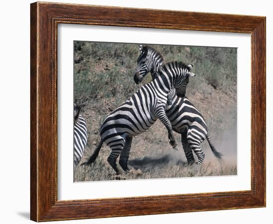 Fighting Burchell's Zebra, Serengeti, Tanzania-Dee Ann Pederson-Framed Photographic Print