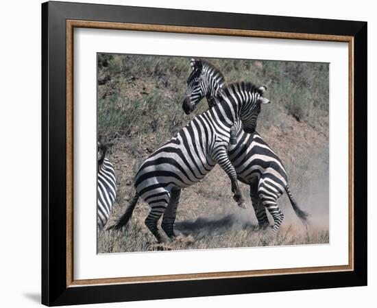 Fighting Burchell's Zebra, Serengeti, Tanzania-Dee Ann Pederson-Framed Photographic Print