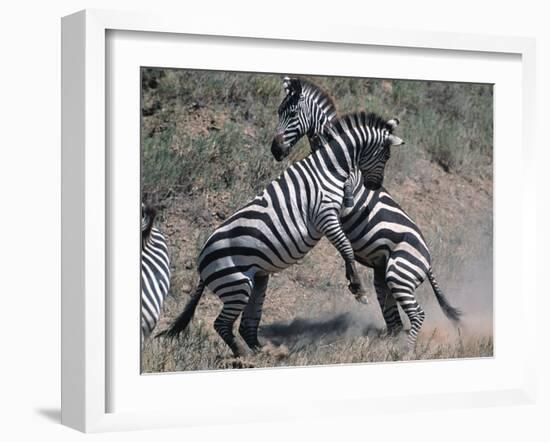 Fighting Burchell's Zebra, Serengeti, Tanzania-Dee Ann Pederson-Framed Photographic Print