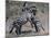 Fighting Burchell's Zebra, Serengeti, Tanzania-Dee Ann Pederson-Mounted Photographic Print