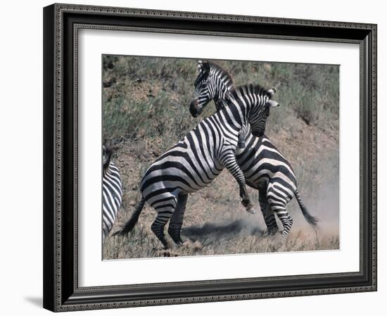 Fighting Burchell's Zebra, Serengeti, Tanzania-Dee Ann Pederson-Framed Photographic Print