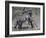 Fighting Burchell's Zebra, Serengeti, Tanzania-Dee Ann Pederson-Framed Photographic Print