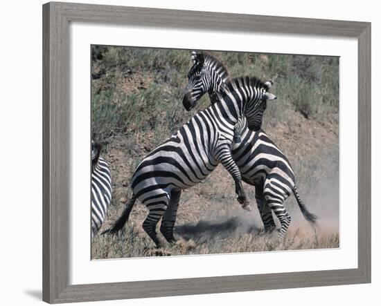 Fighting Burchell's Zebra, Serengeti, Tanzania-Dee Ann Pederson-Framed Photographic Print