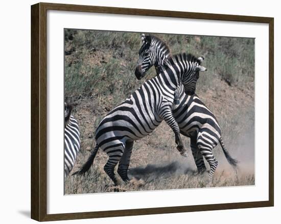 Fighting Burchell's Zebra, Serengeti, Tanzania-Dee Ann Pederson-Framed Photographic Print