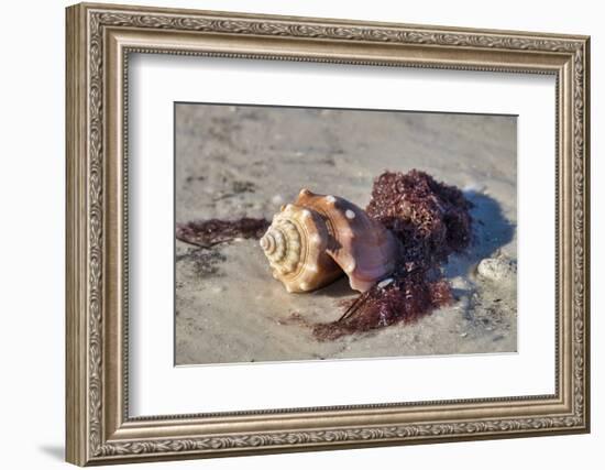 Fighting conch shell, Honeymoon Island State Park, Dunedin, Florida, USA-Jim Engelbrecht-Framed Photographic Print