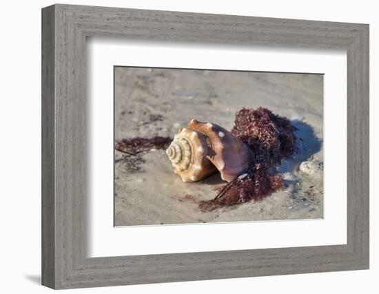 Fighting conch shell, Honeymoon Island State Park, Dunedin, Florida, USA-Jim Engelbrecht-Framed Photographic Print