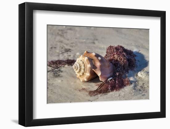 Fighting conch shell, Honeymoon Island State Park, Dunedin, Florida, USA-Jim Engelbrecht-Framed Photographic Print