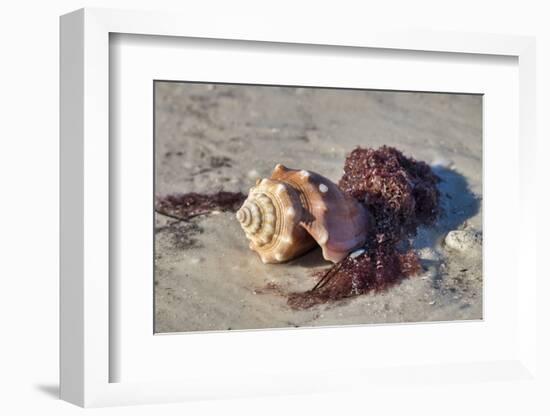 Fighting conch shell, Honeymoon Island State Park, Dunedin, Florida, USA-Jim Engelbrecht-Framed Photographic Print