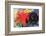 Fighting Forms-Franz Marc-Framed Premium Giclee Print