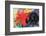 Fighting Forms-Franz Marc-Framed Premium Giclee Print