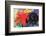 Fighting Forms-Franz Marc-Framed Premium Giclee Print