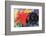 Fighting Forms-Franz Marc-Framed Premium Giclee Print