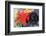 Fighting Forms-Franz Marc-Framed Premium Giclee Print