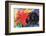 Fighting Forms-Franz Marc-Framed Premium Giclee Print