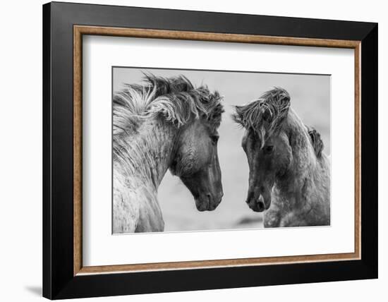 Fighting Horse-Inge Jansen-Framed Photographic Print