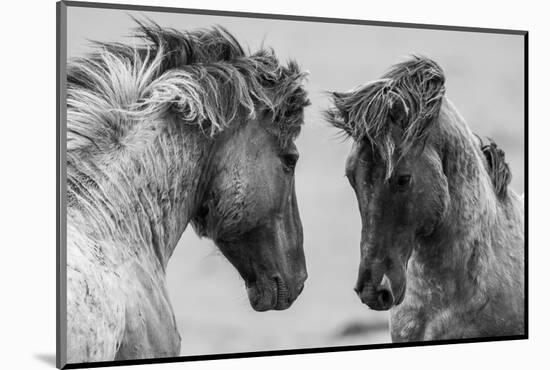 Fighting Horse-Inge Jansen-Mounted Photographic Print