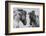 Fighting Horse-Inge Jansen-Framed Photographic Print