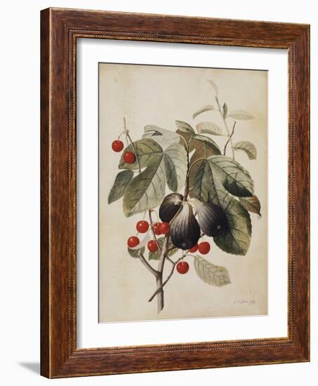 Figs and Cherries, 1747-Georg Dionysius Ehret-Framed Giclee Print