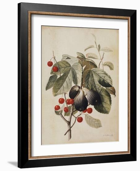 Figs and Cherries, 1747-Georg Dionysius Ehret-Framed Giclee Print