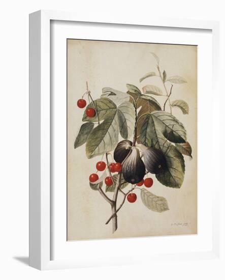 Figs and Cherries, 1747-Georg Dionysius Ehret-Framed Giclee Print