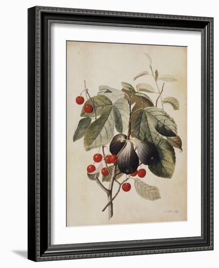 Figs and Cherries, 1747-Georg Dionysius Ehret-Framed Giclee Print