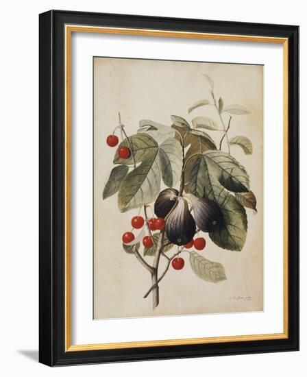 Figs and Cherries, 1747-Georg Dionysius Ehret-Framed Giclee Print