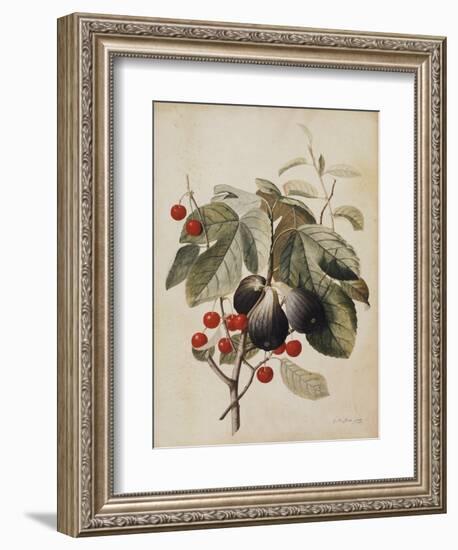 Figs and Cherries, 1747-Georg Dionysius Ehret-Framed Giclee Print