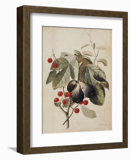 Figs and Cherries, 1747-Georg Dionysius Ehret-Framed Giclee Print