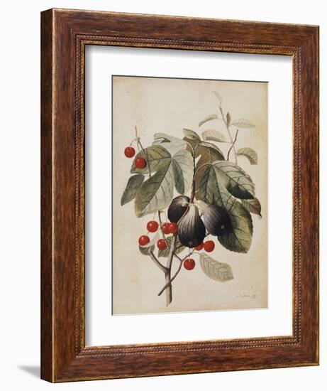 Figs and Cherries, 1747-Georg Dionysius Ehret-Framed Giclee Print