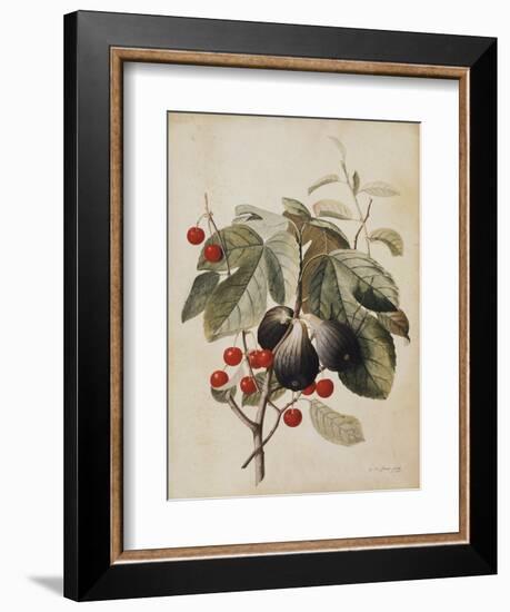 Figs and Cherries, 1747-Georg Dionysius Ehret-Framed Giclee Print