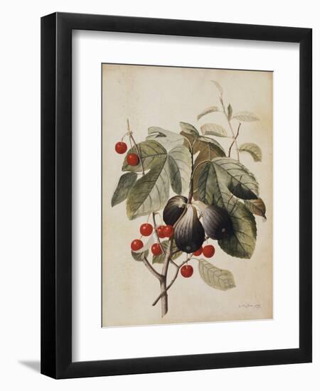 Figs and Cherries, 1747-Georg Dionysius Ehret-Framed Giclee Print