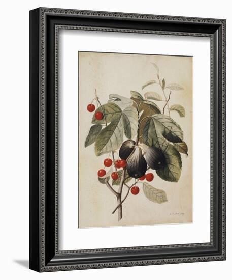 Figs and Cherries, 1747-Georg Dionysius Ehret-Framed Giclee Print