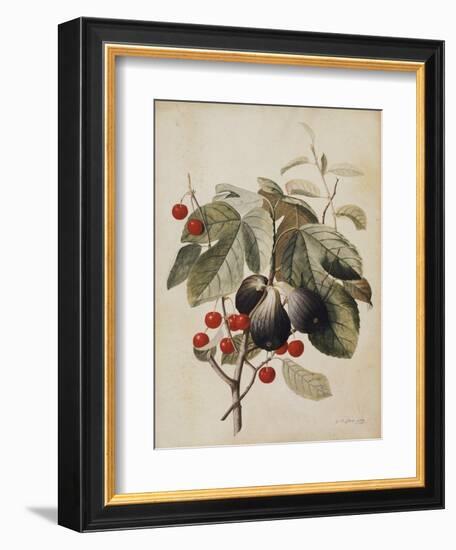 Figs and Cherries, 1747-Georg Dionysius Ehret-Framed Giclee Print