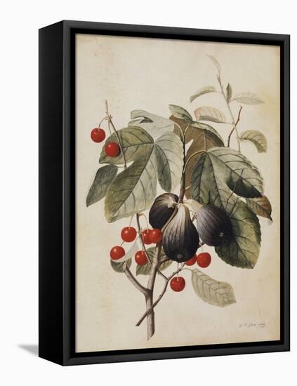 Figs and Cherries, 1747-Georg Dionysius Ehret-Framed Premier Image Canvas