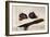 Figs and Knife-James Gillick-Framed Premium Giclee Print