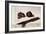 Figs and Knife-James Gillick-Framed Premium Giclee Print