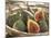 Figs in a Baskest-Michelle Garrett-Mounted Photographic Print