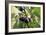 Figs-Carlos Dominguez-Framed Photographic Print