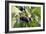 Figs-Carlos Dominguez-Framed Photographic Print