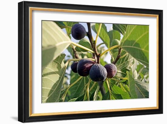 Figs-Carlos Dominguez-Framed Photographic Print