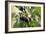 Figs-Carlos Dominguez-Framed Photographic Print