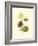 Figs-null-Framed Art Print